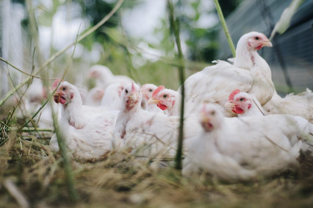 Grippe aviaire. Les éleveurs plein air dénoncent les mesures d’enfermement sans discernement