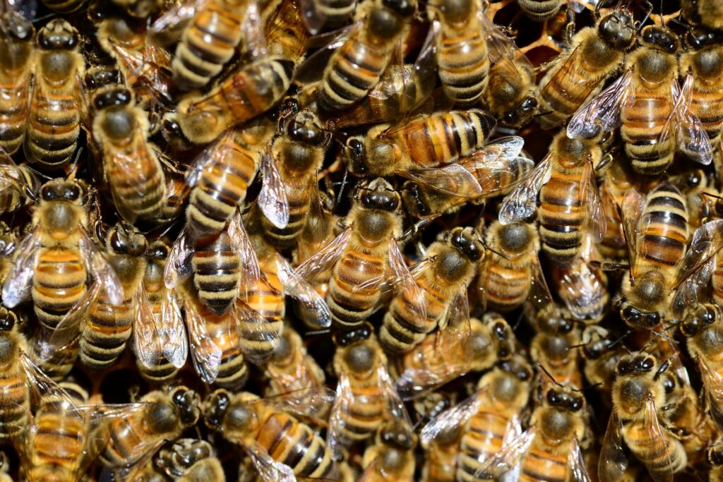 Pesticides et abeilles : comment les fongicides s’attaquent à la reine