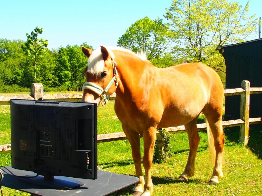 Les chevaux nous reconnaissent-ils ?