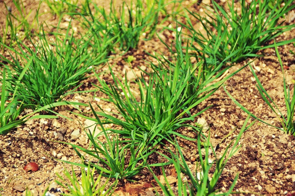 Piéger le carbone dans le sol : ce que peut l’agriculture