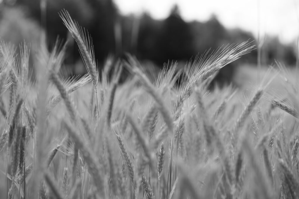 Guerre au Moyen-Orient : l’agriculture retient son souffle