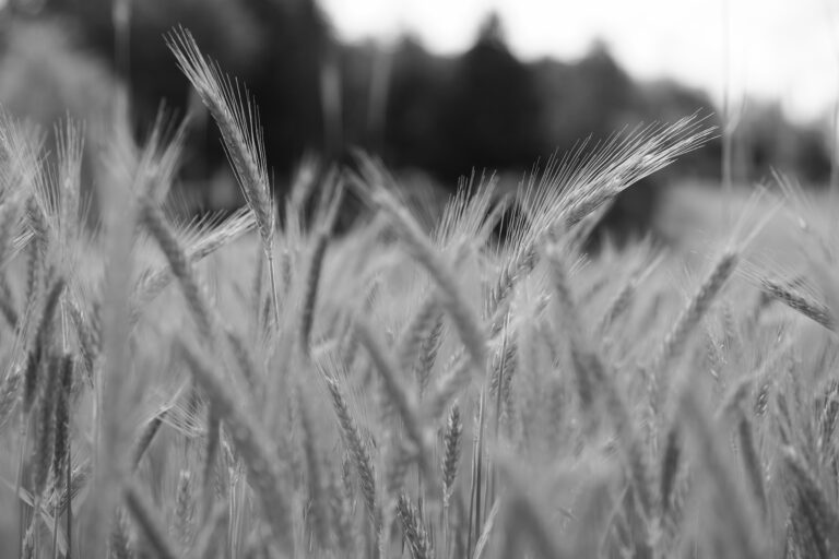 Guerre au Moyen-Orient : l’agriculture retient son souffle